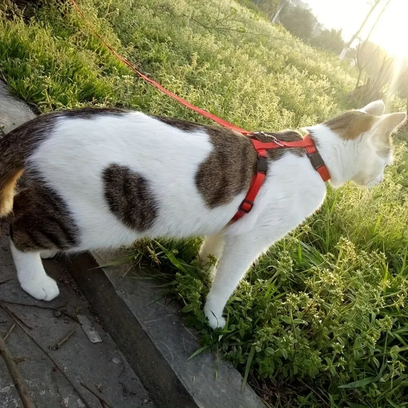 Secure Your Kitten with Our Adjustable Cat Harness  Leash